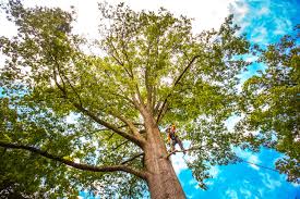 Best Weed Control  in Ramapo College Of New Jersey, NJ